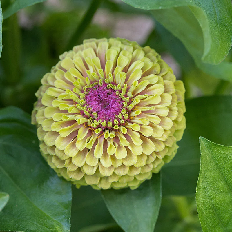 Zinnia 'Raspberry Limeade' - Image 2