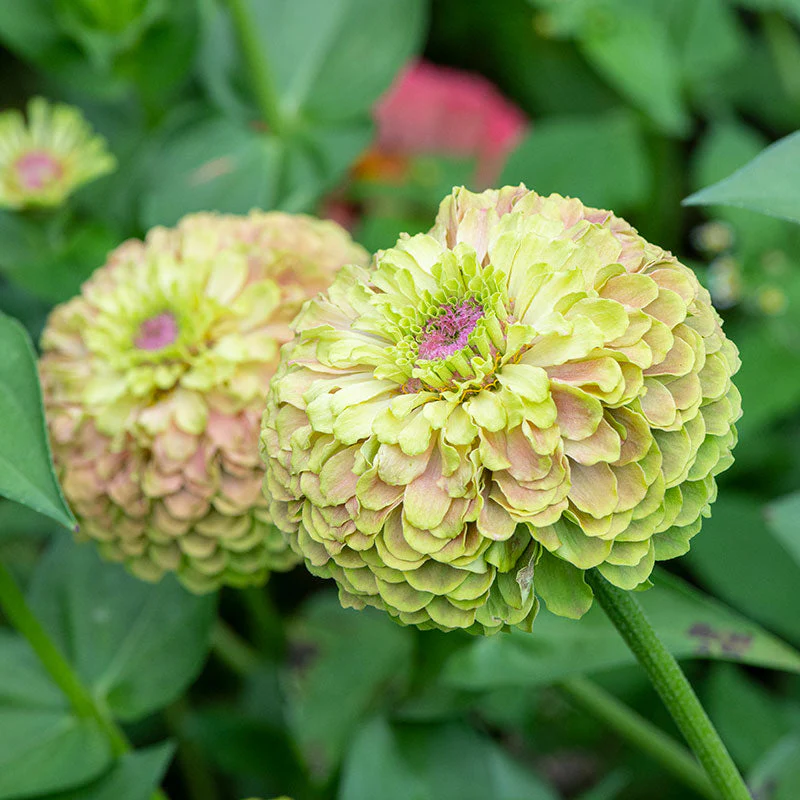 Zinnia 'Raspberry Limeade' - Image 3