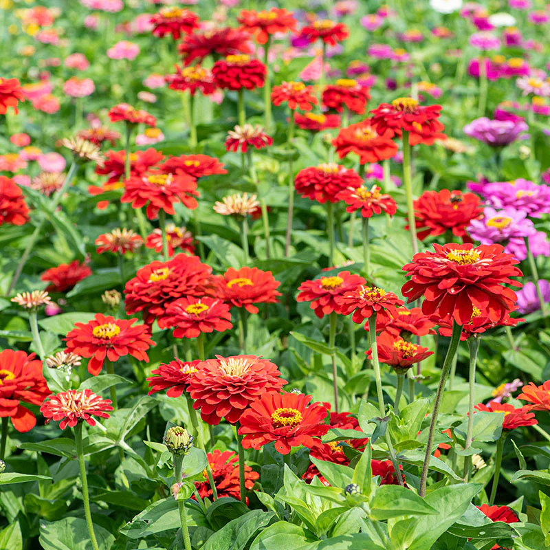 Zinnia 'Scarlet Flame' - Image 2
