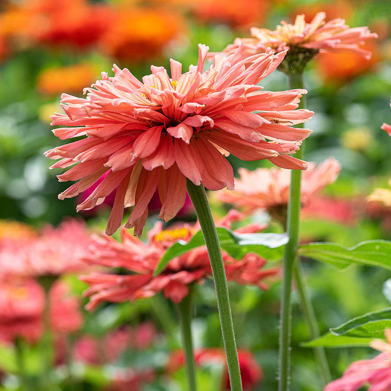 Zinnia 'Senorita' - Image 2