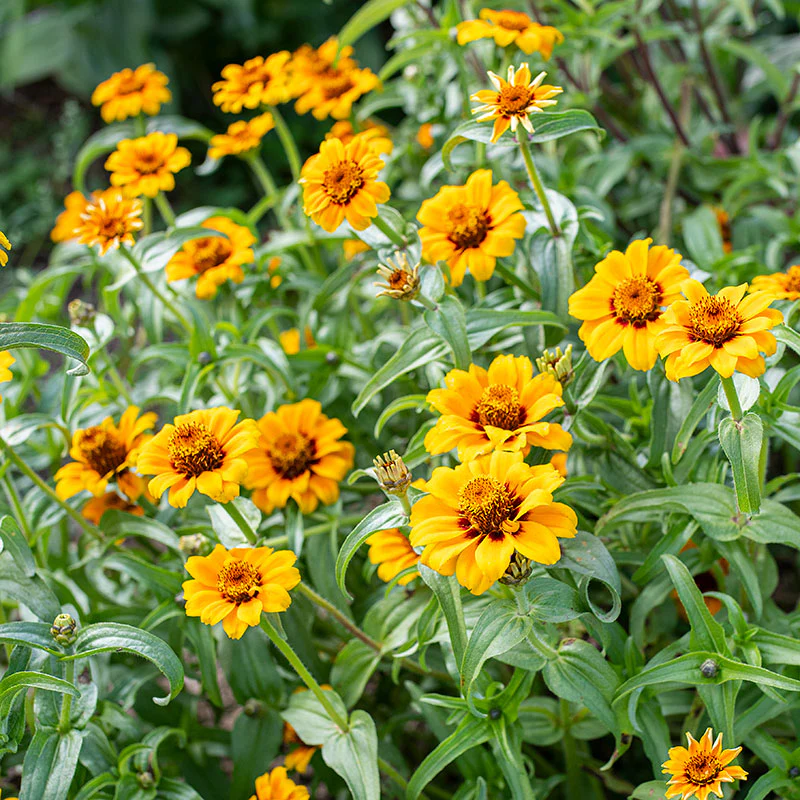 Zinnia 'Soleado' - Image 2