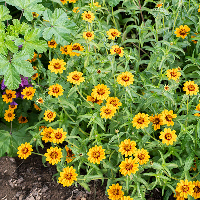 Zinnia 'Soleado' - Image 3