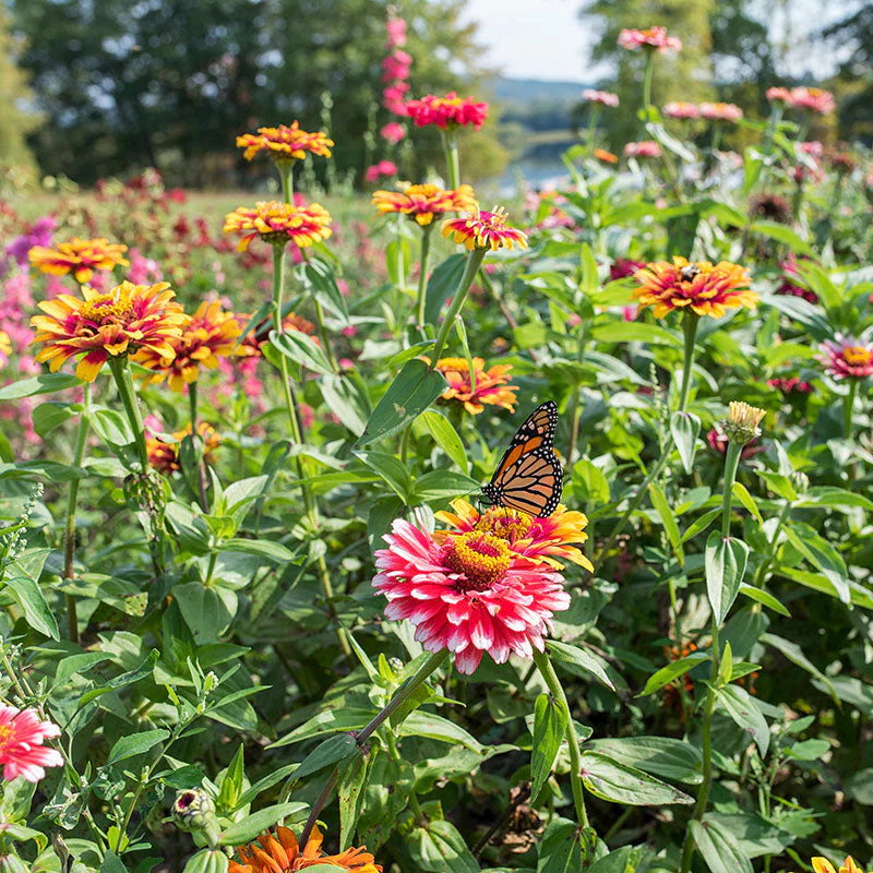 Zinnia 'Whirlygig Mix' - Image 2