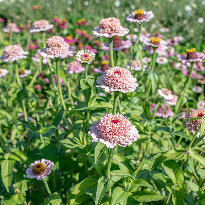 Zinnia 'Zinderella Lilac' - Image 2