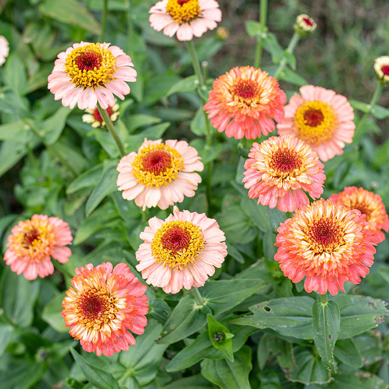 Zinnia 'Zinderella Peach' - Image 2