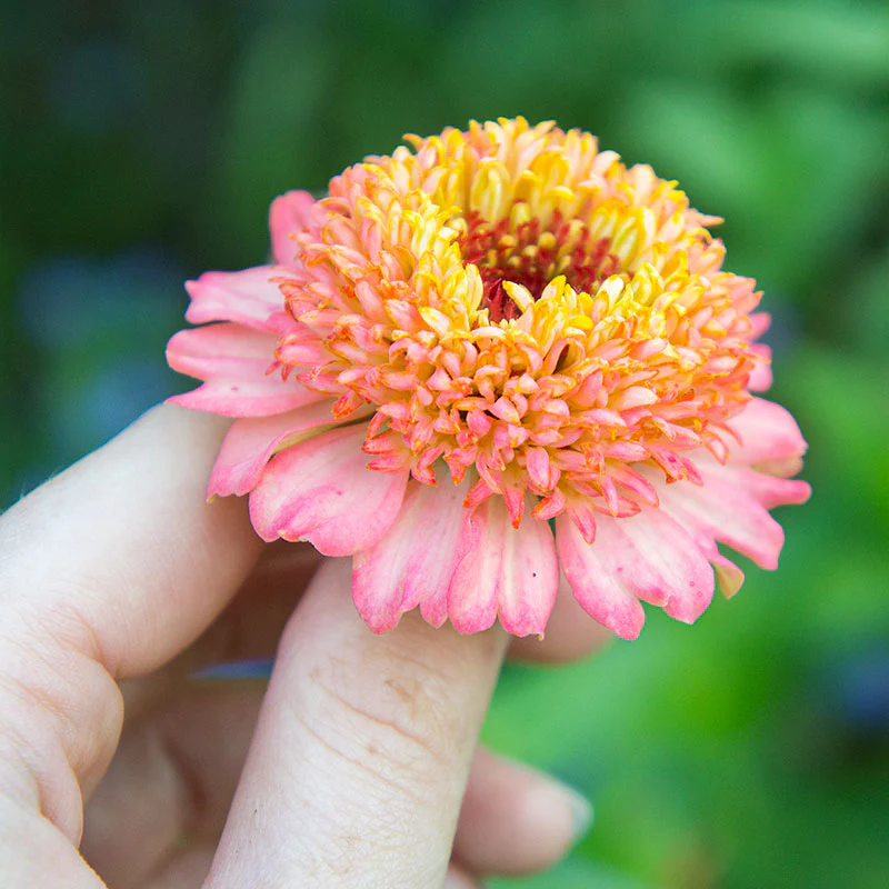 Zinnia 'Zinderella Peach' - Image 3