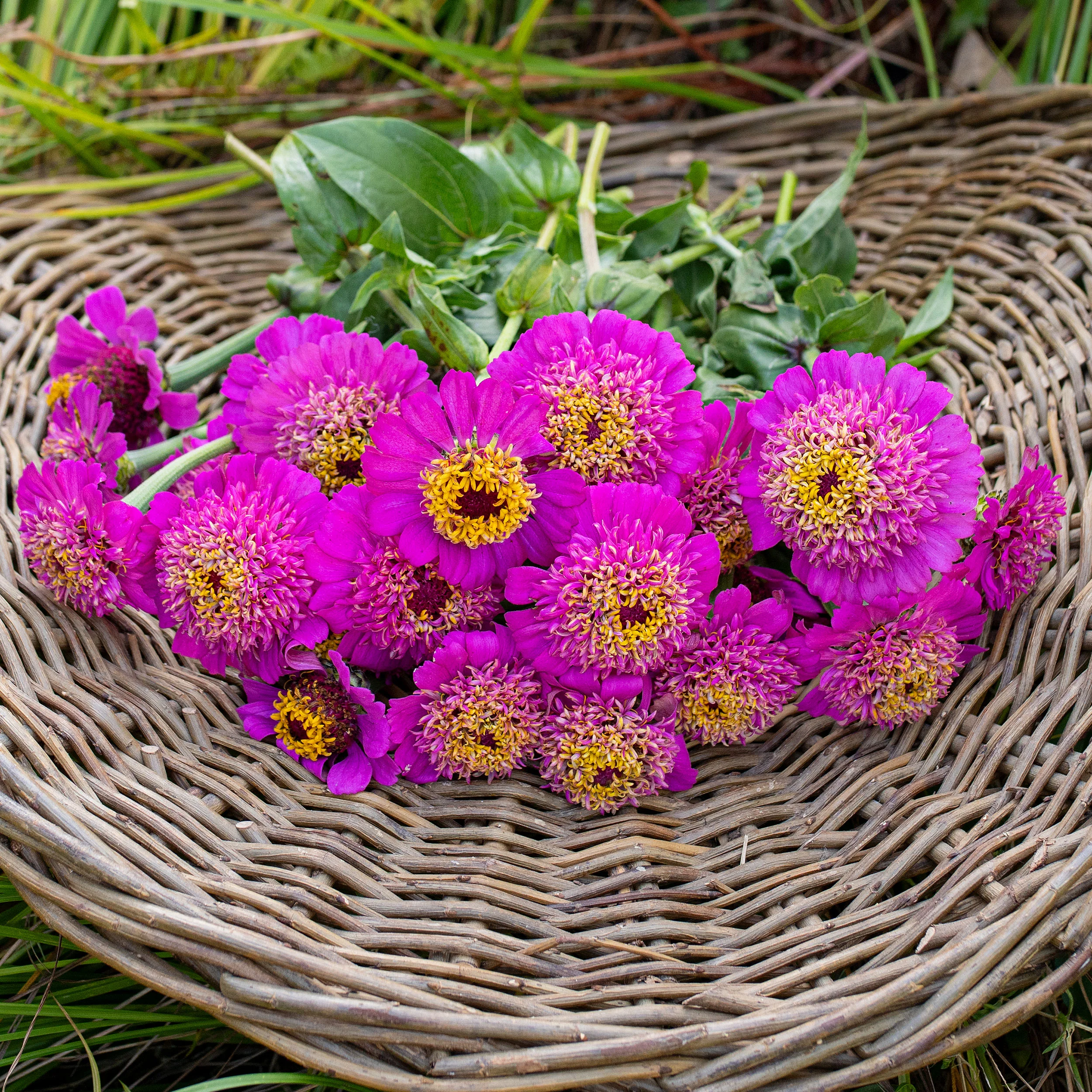 Zinnia 'Zinderella Purple' - Image 2