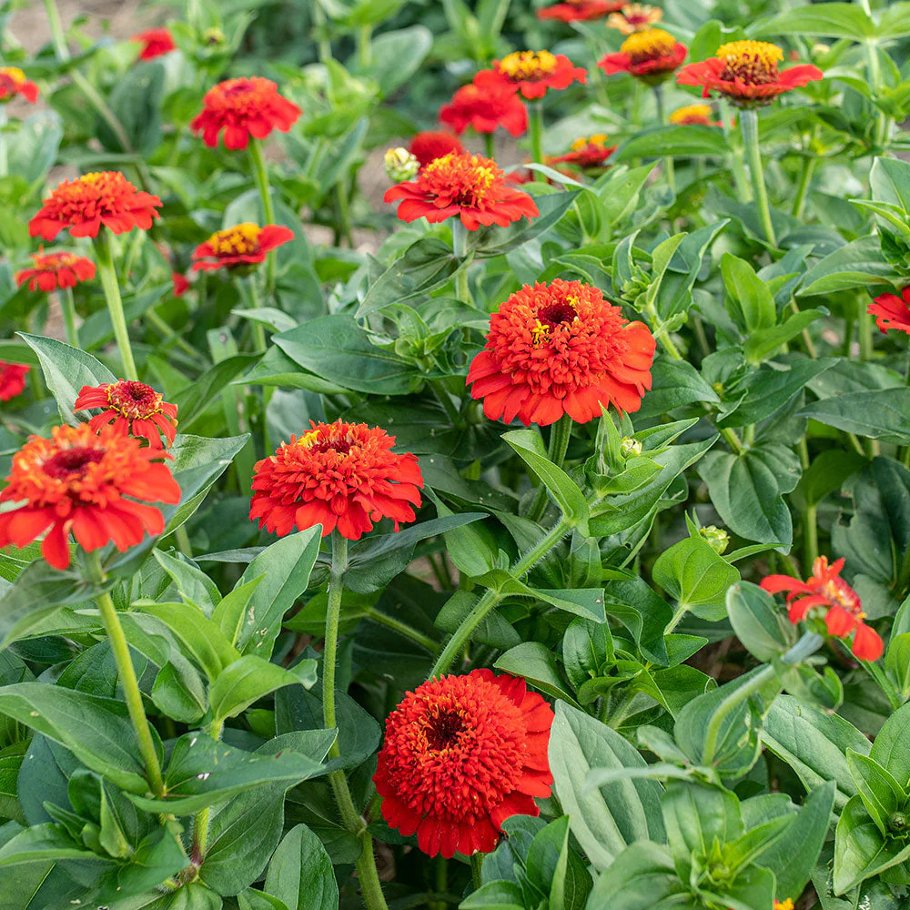 Zinnia 'Zinderella Red' - Image 2