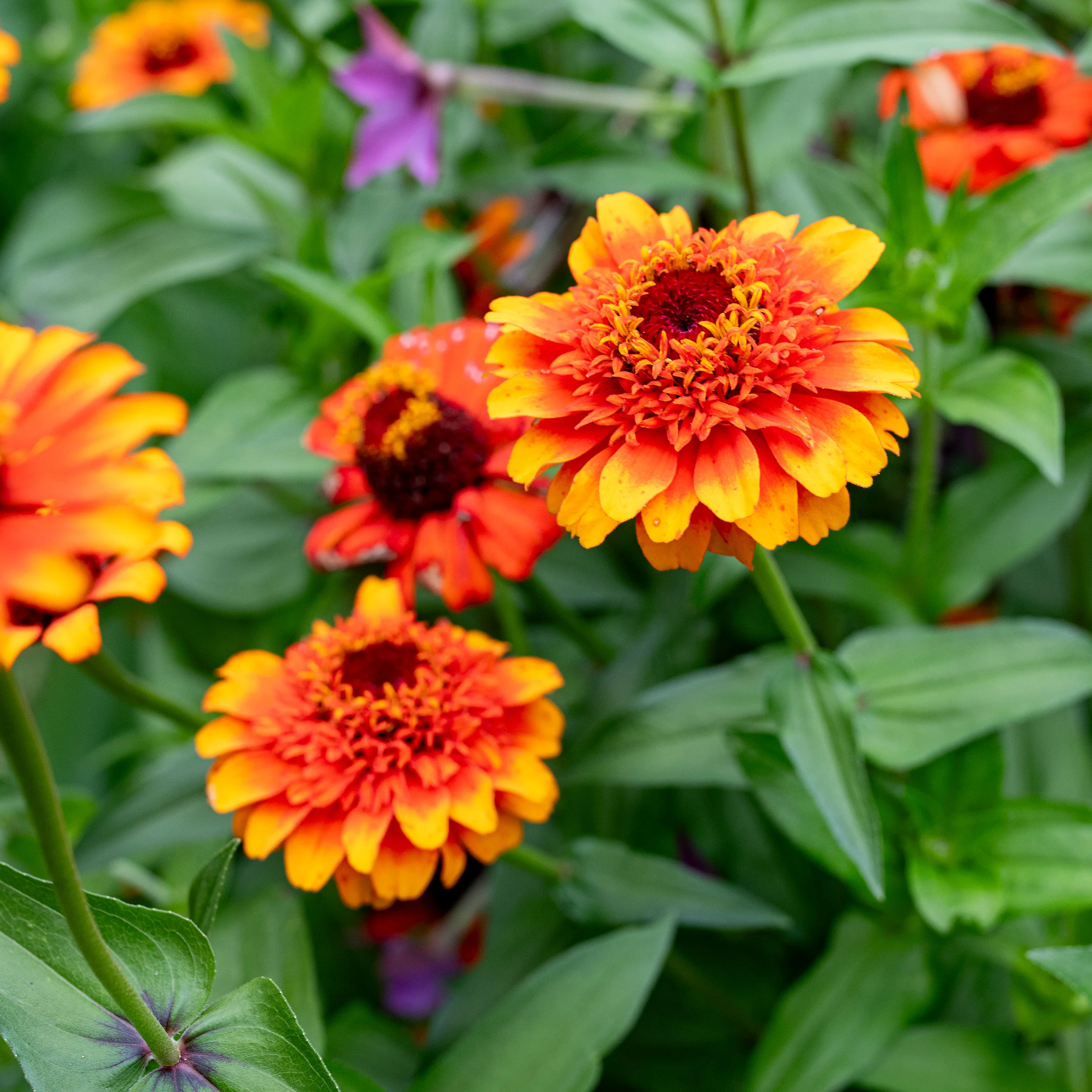 Zinnia 'Zinderella Zest' - Image 2