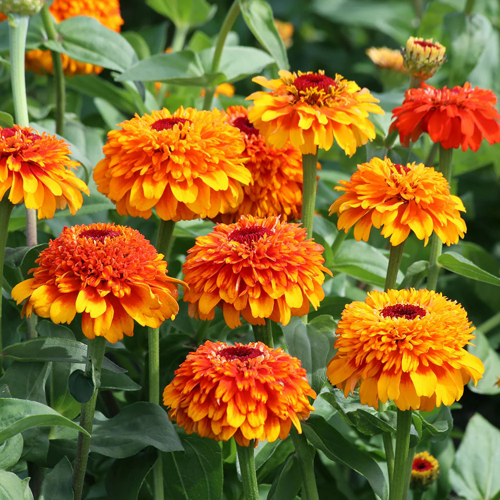 Zinnia 'Zinderella Zest' - Image 3