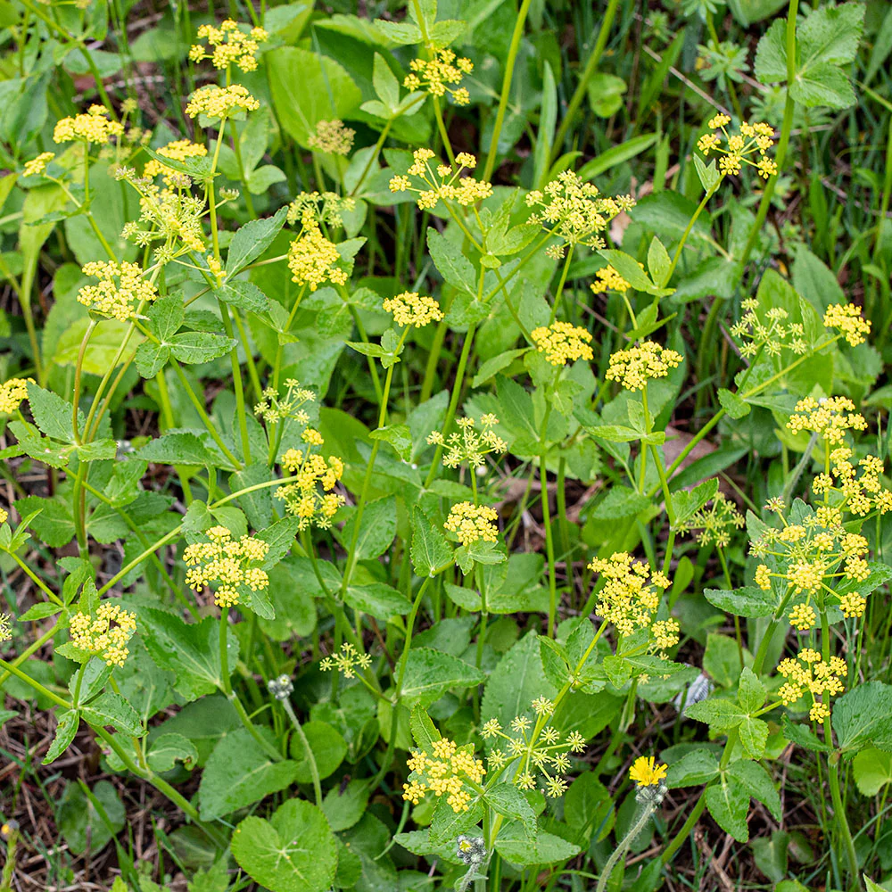 Golden Alexander - Image 3